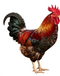 סדנת קוקטיילים